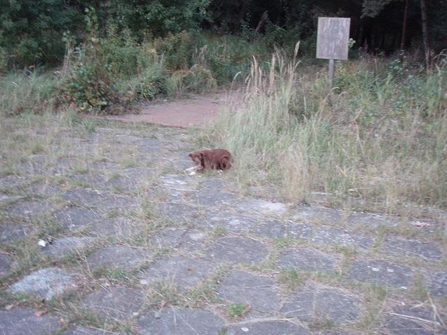 Nieufny pies na Wyspie Mieleńskiej - fot.słuchacz [7.10.2013]