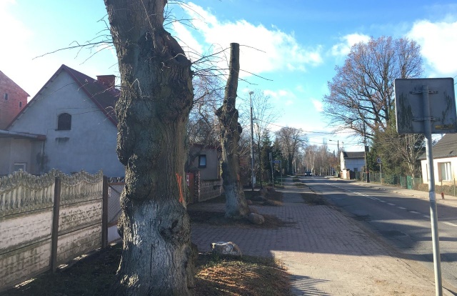 Wycinka drzew w Wołczkowie, fot. Piotr Tolko PR Szczecin 12.02.2019