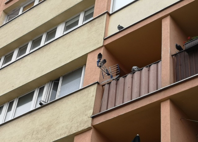 Mieszkanie zamieszkane przez gołębie, fot. Słuchacz, pan Jacek 26.06.2019