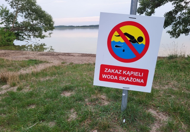 Sinice nad Jeziorem Miedwie, fot. Sławomir Orlik, PR Szczecin 17.08.2023