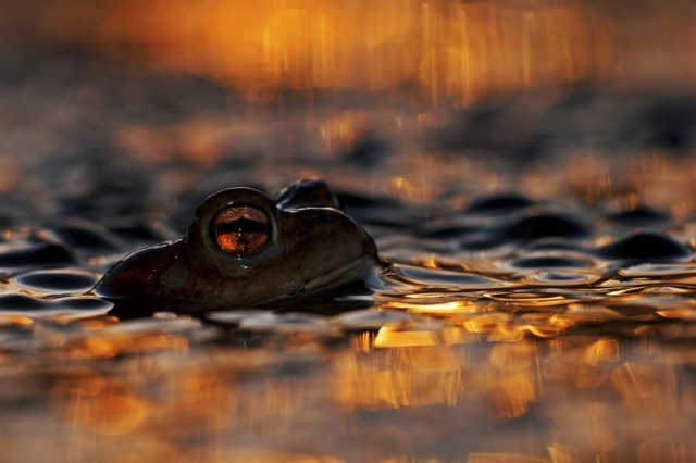 "Belzebub z piekła rodem", "Eye of a toad" - nagroda Natural History Museum and BBC Worldwide [01.09.2013] Galeria Gościa: Łukasz Bożycki