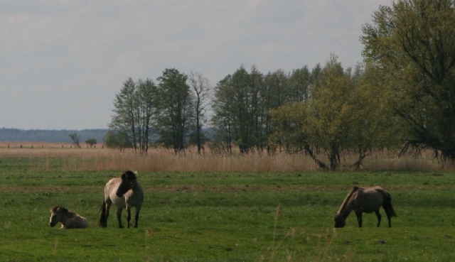 64 Plener Migawki - fot. Eugeniusz Bednarski (6) [27.04.2014] 64. Plener Migawki - Park Natury Zalewu Szczecińskiego