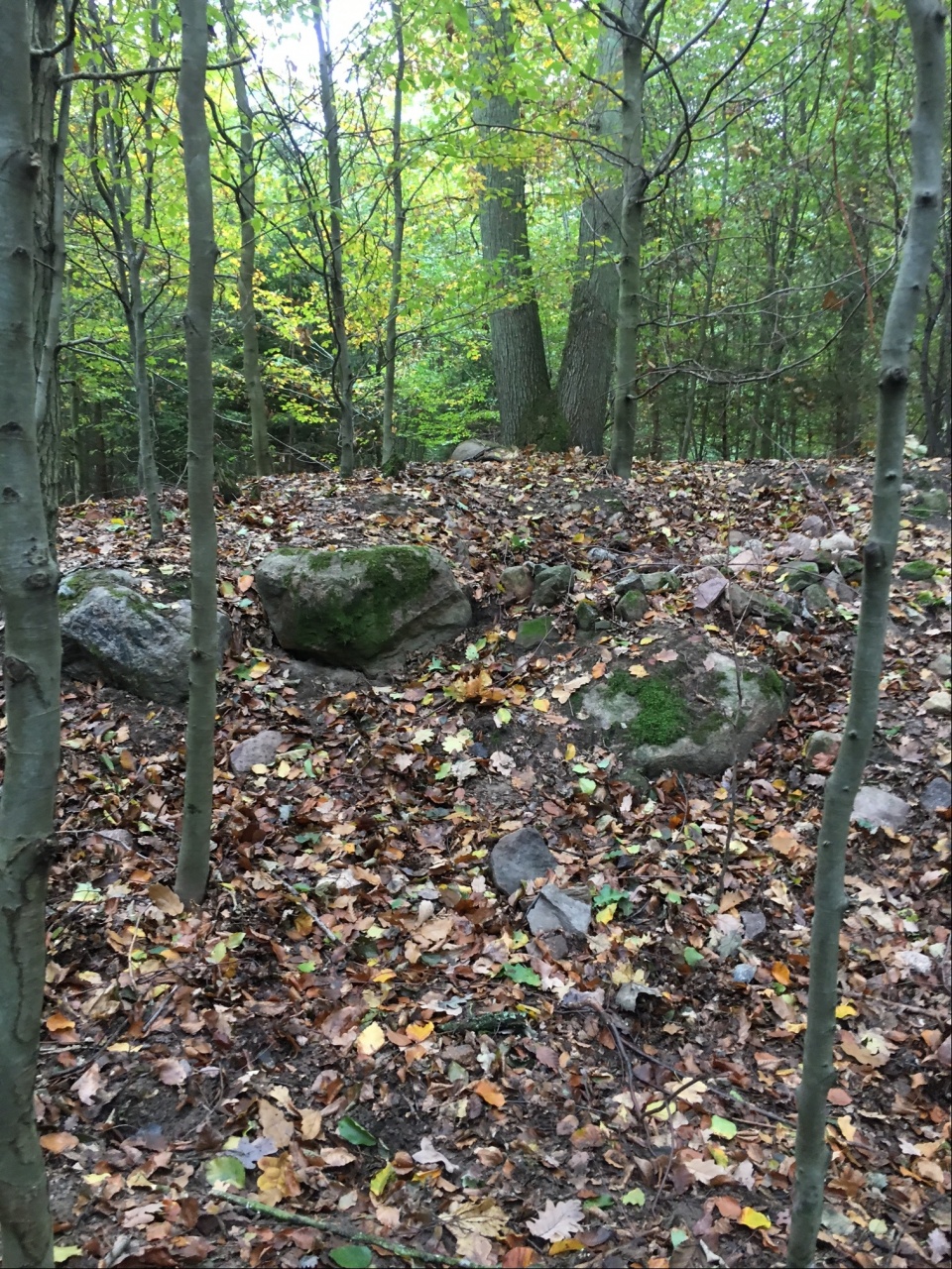 Megalit w lesie koło Dolic. Fot. Agata Rokicka [Radio Szczecin]