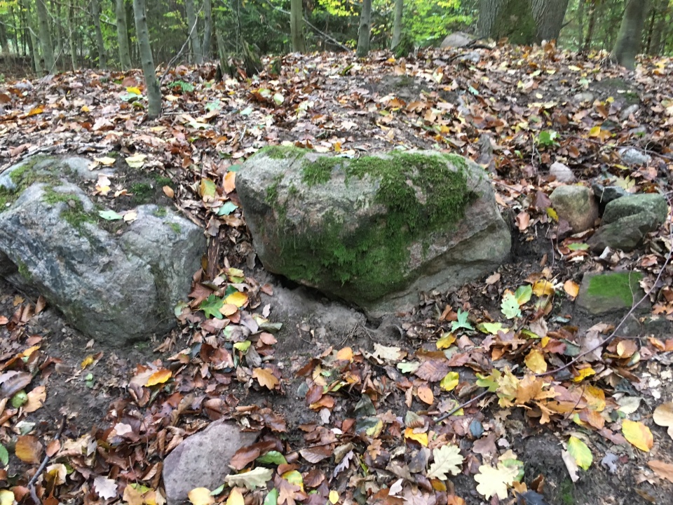 Megalit w lesie koło Dolic. Fot. Agata Rokicka [Radio Szczecin]
