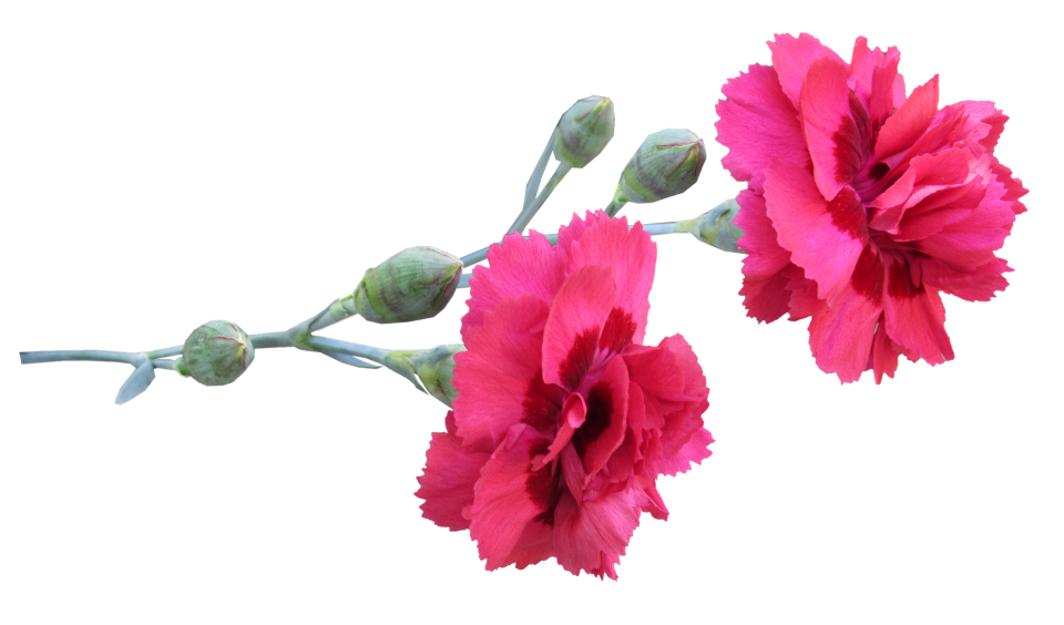 Kwiatek dla Ewy. Fot. pixabay.com