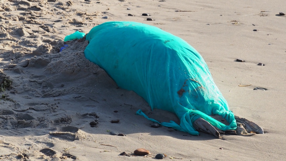 Martwa foka znaleziona w Dziwnówku. Mat. Błękitny Patrol WWF