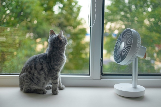 https://www.azpetvet.com/beat-the-heat-tips-for-cooling-a-cat-down/ Upał vs. zwierzęta (22.07.2022)