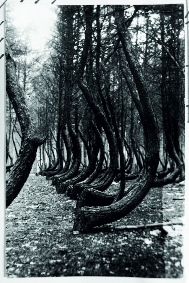 Starr fotografiei przedstawiające powierzchniowy pomnik przyrody „Krzywy Las” z lat 60-tych XX wieku. (fotografie pochodzą z kroniki jednej z gryfińskich szkół) Co słychać w lesie 19.10.2022
