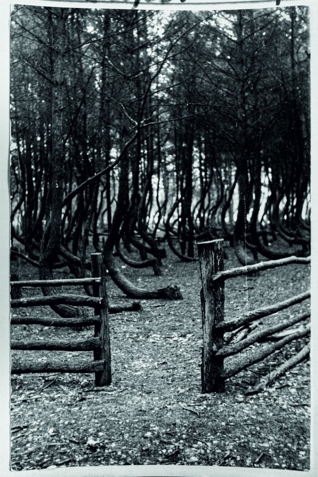 Starr fotografiei przedstawiające powierzchniowy pomnik przyrody „Krzywy Las” z lat 60-tych XX wieku. (fotografie pochodzą z kroniki jednej z gryfińskich szkół) Co słychać w lesie 19.10.2022
