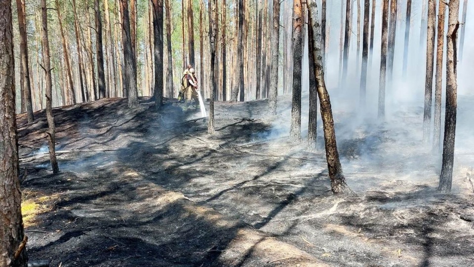 Dogaszanie pożarzyska na terenie leśnictwa Jankowo. [Fot. M. Hapnik Ciechalska]
