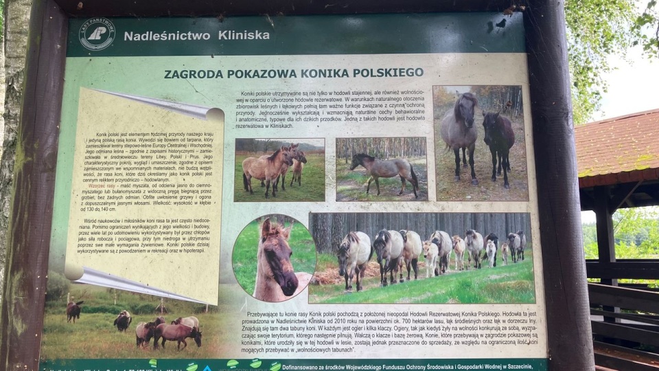 Zagroda konika polskiego istnieje w Nadleśnictwie Kliniska od kilkunastu lat. [Fot. Małgorzata Frymus]