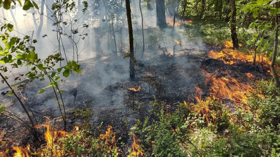 Pożar lasu na terenie Nadleśnictwa Kliniska fot. S. Rybak