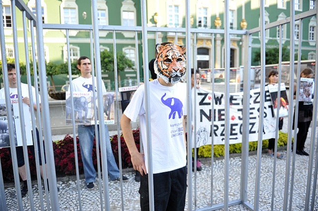 Łukasz Musiał protestuje przeciwko wykorzystywaniu zwierząt w cyrkach. Fot. Łukasz Szełemej [Radio Szczecin] Zamknął się w klatce przed magistratem. Po co? [ZDJĘCIA]