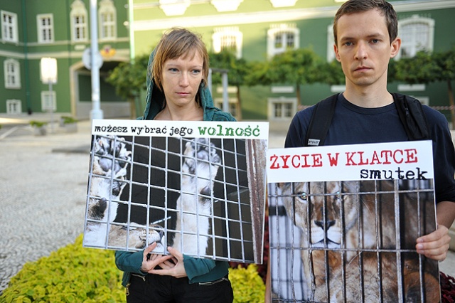 Łukasz Musiał protestuje przeciwko wykorzystywaniu zwierząt w cyrkach. Fot. Łukasz Szełemej [Radio Szczecin] Zamknął się w klatce przed magistratem. Po co? [ZDJĘCIA]
