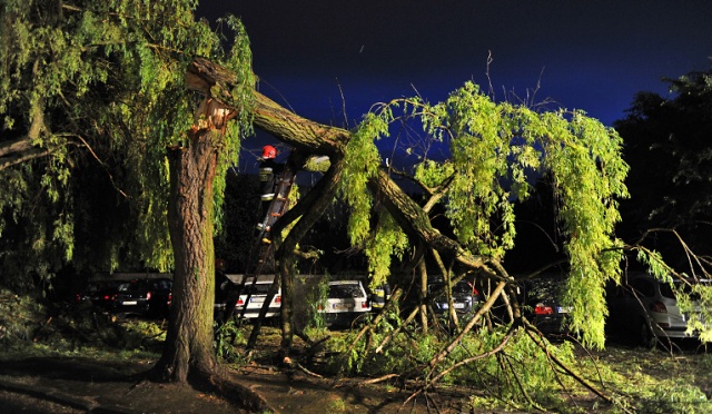 Drzewo spadło na kilka samochodów zaparkowanych przy ul. Boguchwały. Fot. Łukasz Szełemej [Radio Szczecin] Wiatr powalił drzewo na Niebuszewie w Szczecinie. Spadło na samochody [ZDJĘCIA]