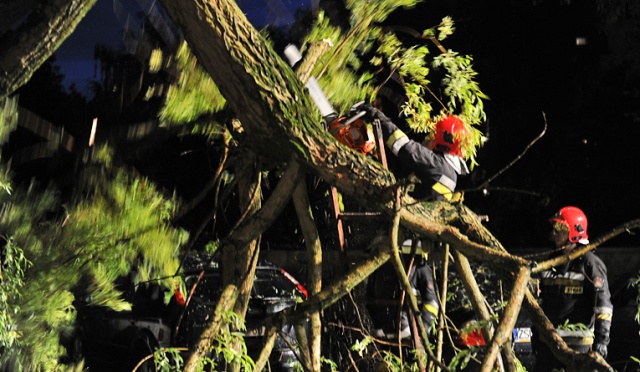 Drzewo spadło na kilka samochodów zaparkowanych przy ul. Boguchwały. Fot. Łukasz Szełemej [Radio Szczecin] Wiatr powalił drzewo na Niebuszewie w Szczecinie. Spadło na samochody [ZDJĘCIA]