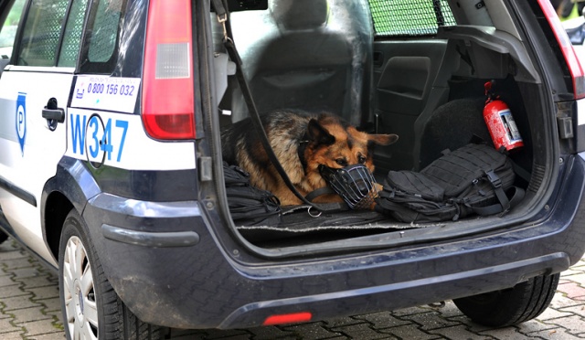 Zawody psów policyjnych odbyły się w środę na lotnisku w szczecińskim Dąbiu. Fot. Łukasz Szełemej [Radio Szczecin] Liczył się węch i posłuszeństwo. Policyjne psy rywalizowały w Dąbiu [ZDJĘCIA, WIDEO]