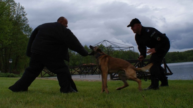 Policjanci apelują: Zamiast do schroniska, oddaj psa do służby