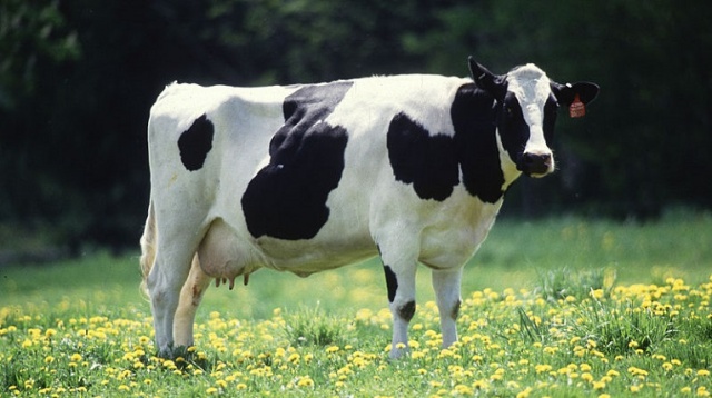 Hodowcy krów w regionie skarżą się na spadające ceny mleka