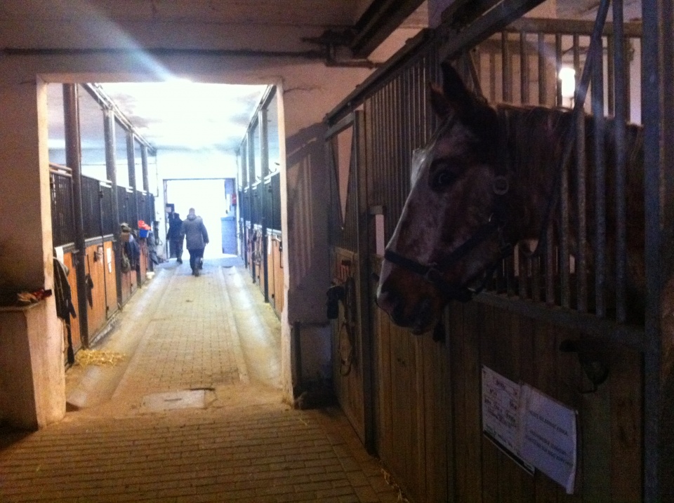 Właściciele ośrodków jeździeckich obawiają się zakaźnej choroby, która zaatakowała już 18 koni w stajni w Płochocinie. Fot. Anna Łukaszek [Radio Szczecin]