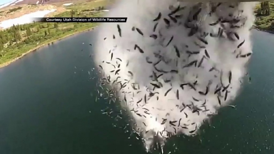 Tysiące ryb zrzucanych z samolotów do jezior. Tak wygląda zarybianie w amerykańskim stanie Utah. Fot. CNN Newsource/x-news