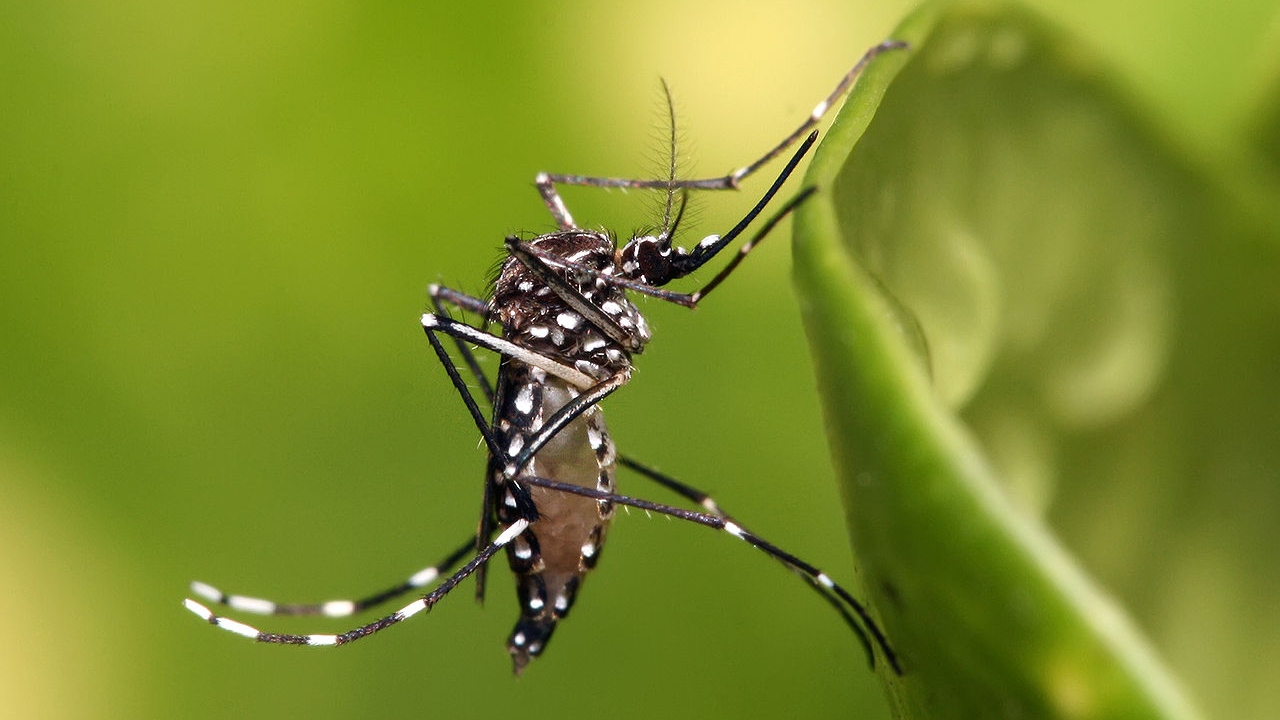Świnoujście ma nowy sposób walki z komarami