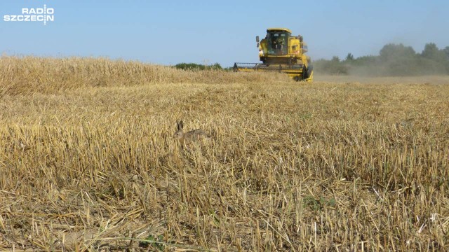 Rolnicy żądają zakazu uprawiania GMO