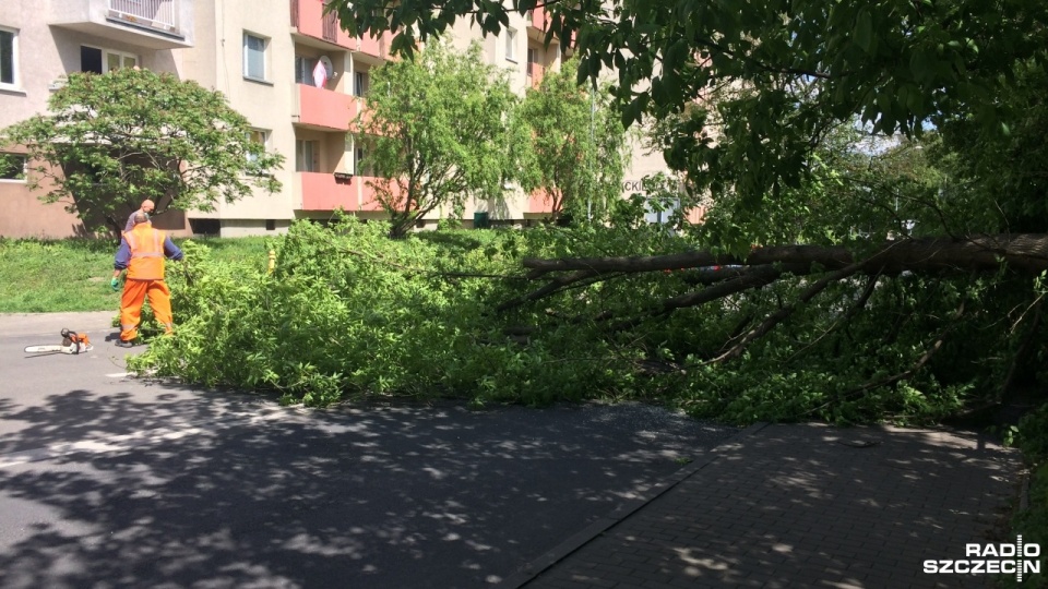 Na ulicy Rapackiego w Szczecinie przewróciło się drzewo. Fot. Andrzej Kutys [Radio Szczecin]