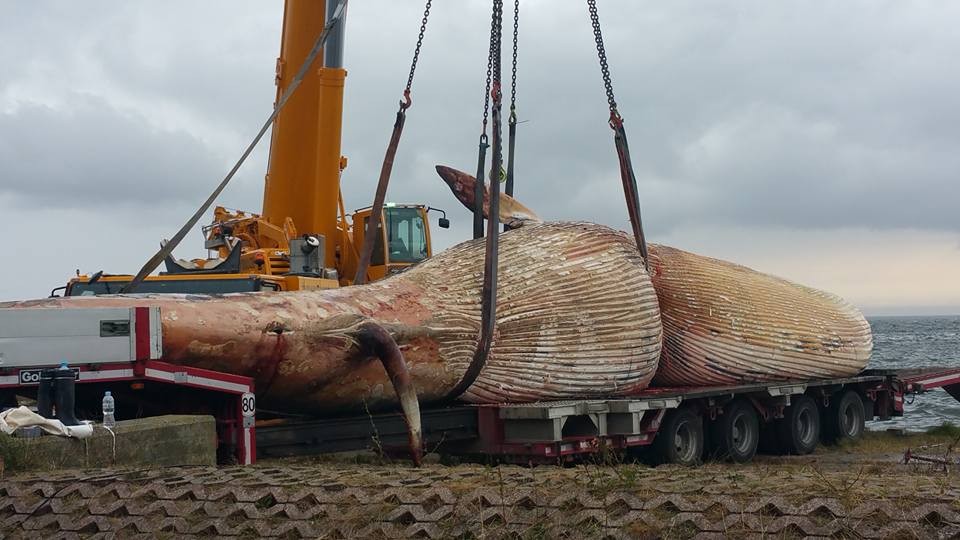 Znaleziony w Bałtyku waleń to finwal - jeden z największych gatunków wielorybów. Fot. Urząd Miasta Helu