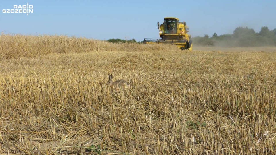 Rolnicy, także zachodniopomorscy alarmują: kończy się czas na wprowadzenie w Polsce zakazu uprawy i sprzedaży GMO. Fot. Paweł Sip [Radio Szczecin/Archiwum]