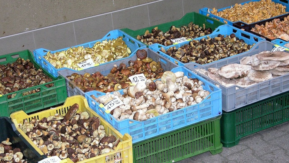 W Sanepidzie można sprawdzić grzyby zarówno zebrane samodzielnie, jak i kupione. Fot. www.wikipedia.org / Adrian Grycuk