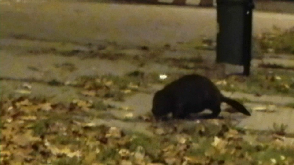 Nasz słuchacz sfilmował zwierzę przebiegające przez jedno z rond w mieście. Fot. Słuchacz