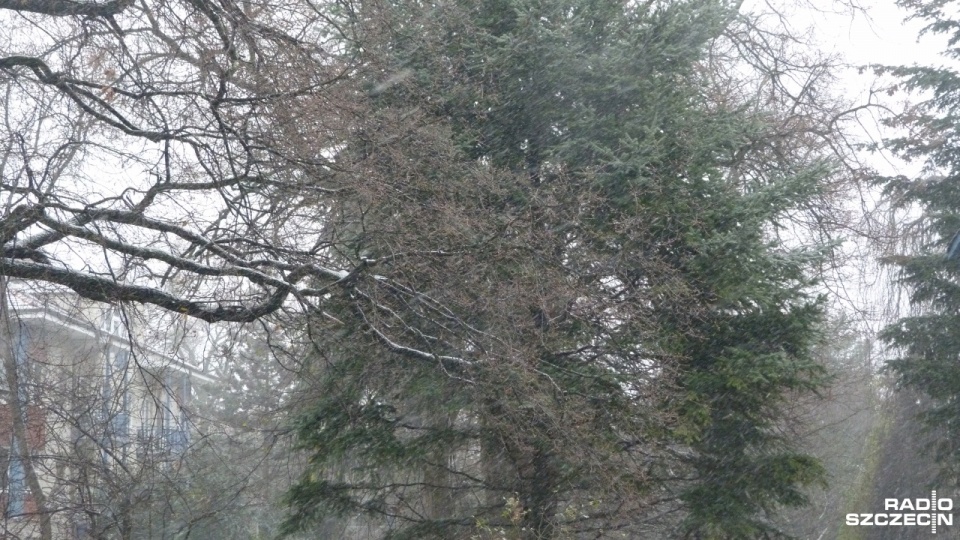 Opady śniegu w Szczecinie. Fot. Michał Król [Radio Szczecin]