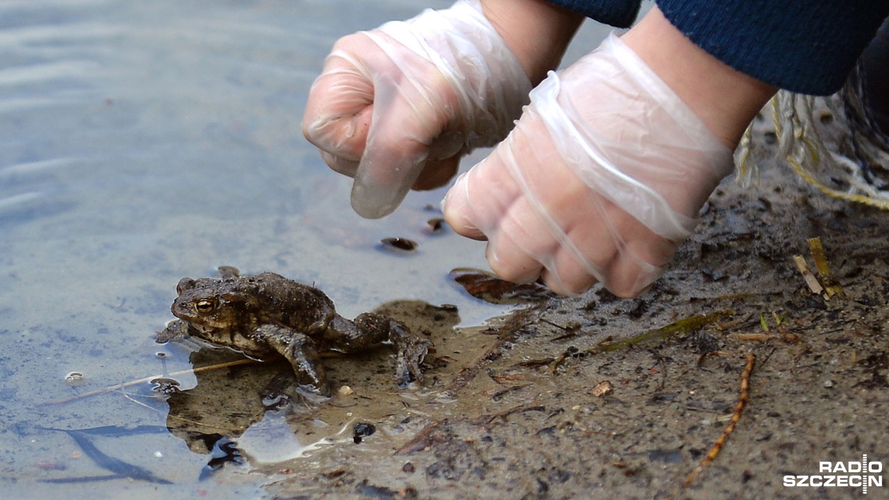 Dzieci uratowały tysiące żab