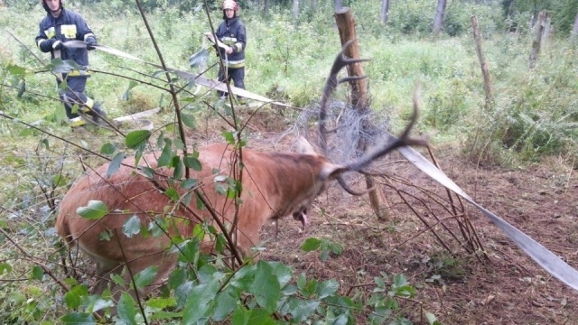 Jeleń zaplątał się w ogrodzenie - uwolnili go strażacy z Gryfic. Mat. Straż Pożarna Strażacy uratowali jelenia [ZDJĘCIA]