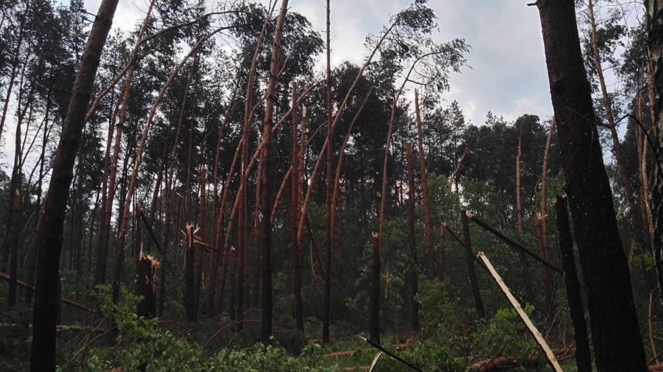 Połamane drzewa w lasach niedaleko Dębna. Źródło fot. www.chojna24.pl