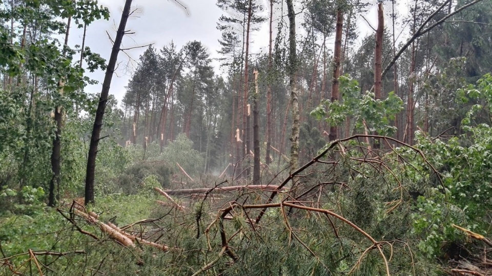 Połamane drzewa w lasach niedaleko Dębna. Źródło fot. www.chojna24.pl
