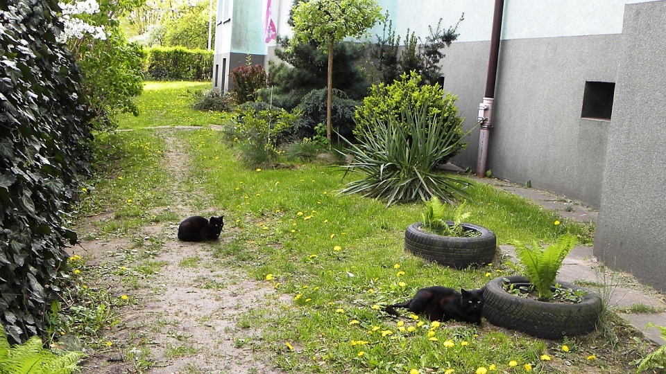 Spór o budkę dla kotów przy ulicy Witkiewicza w Szczecinie. Fot. TOZ Szczecin