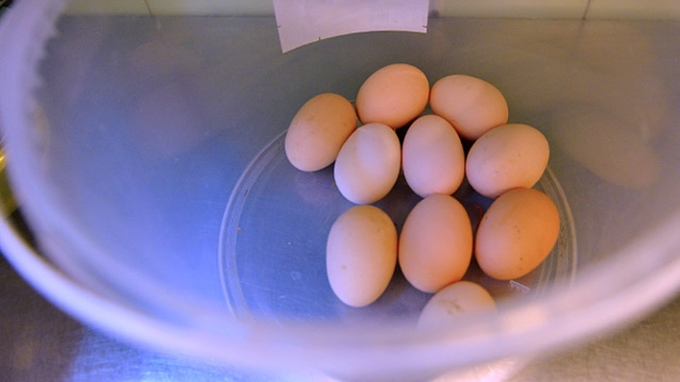 Polskie jajka z salmonellą trafiły do belgijskich restauracji. Fot. Łukasz Szełemej [Radio Szczecin/Archiwum]