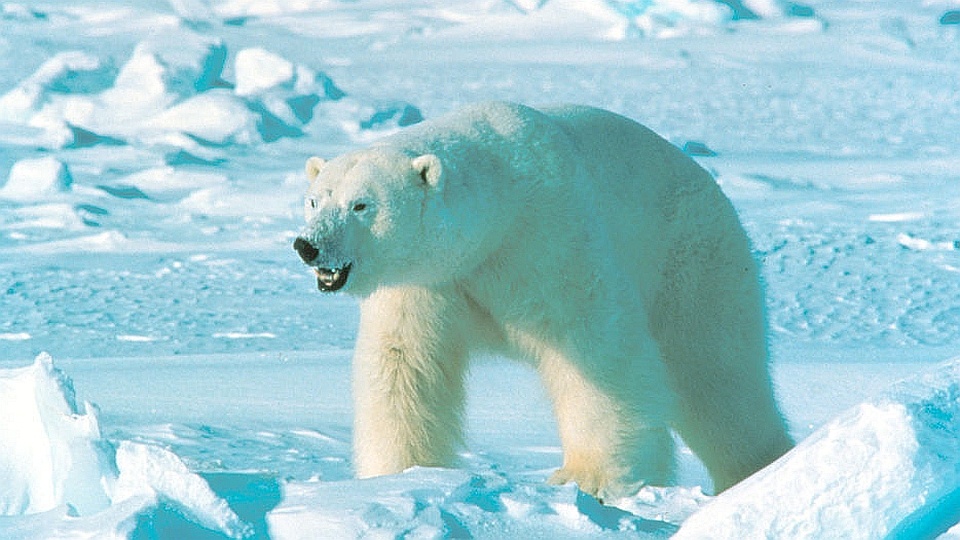 Niedźwiedź polarny na Arktyce. Fot. wikimedia.org/Amstrup-Steven/USGS