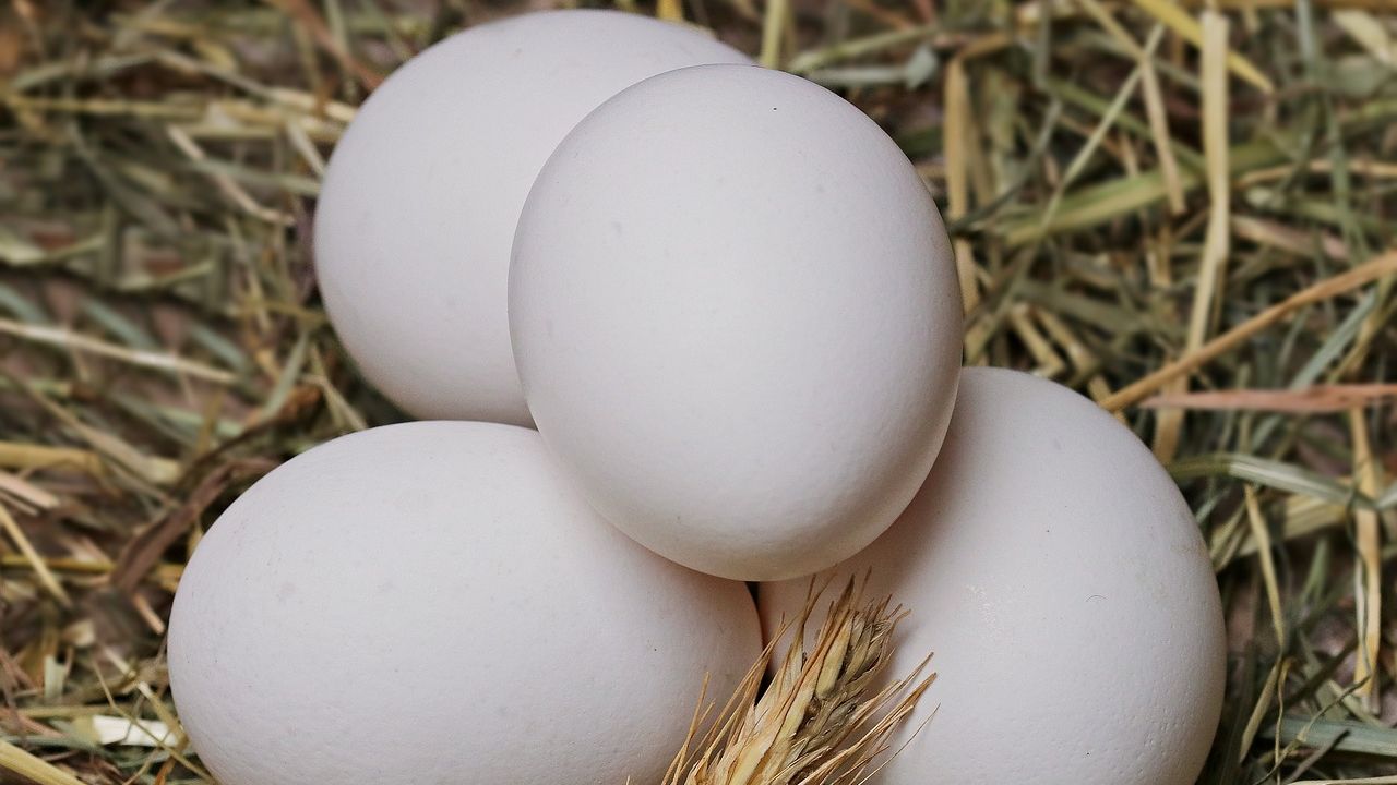 UE wyśle ekspertów do czterech krajów dotkniętych skażeniem jajek