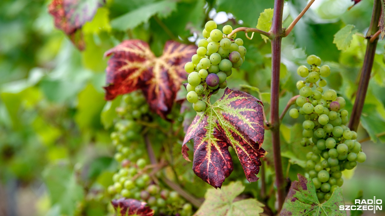 RSnW: Studia uprawy winorośli i winiarstwa czekają na pasjonatów