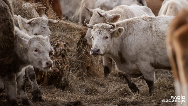 Kradną krowy z niemieckich pastwisk