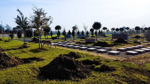 Przybędzie zieleni na szczecińskim cmentarzu. Posadzą drzewa i krzewy [ZDJĘCIA]