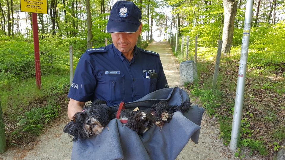 Poranionym psem zaopiekowali się policjanci. Fot. Andrzej Ryfczyński/ikamien.pl