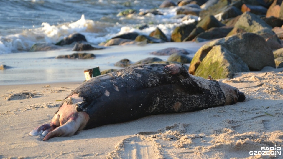 Martwą fokę znaleziono na plaży zachodniej w Kołobrzegu. Fot. Przemysław Polanin [Radio Szczecin]