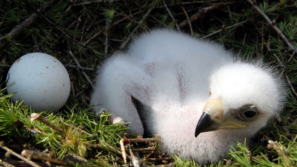Pisklę i jajo orła przedniego w gnieździe. Źródło fot.: www.pl.wikipedia.org/Johann Jaritz