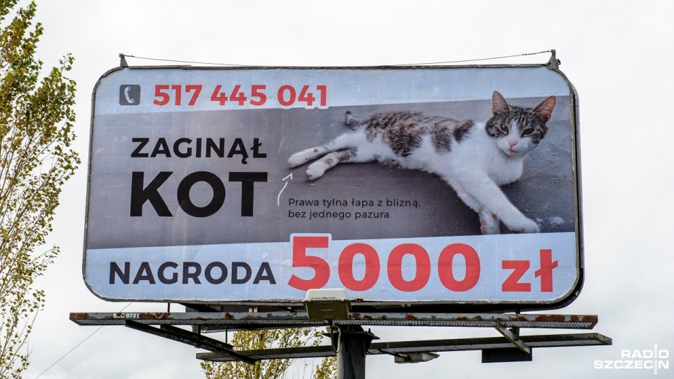 Billboard z informacją o zaginionym kocie i nagrodzie dla znalazcy - pięciu tysiącach złotych - stanął przy Dziewokliczu w Szczecinie. Fot. Olaf Nowicki [Radio Szczecin]