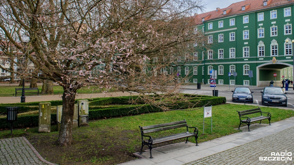 Wiosna zawitała do Szczecina - tak można pomyśleć, bo na Jasnych Błoniach zakwitło drzewo. Fot. Olaf Nowicki [Radio Szczecin]