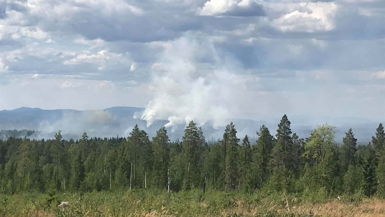 Płoną lasy w Szwecji. Polscy strażacy w akcji